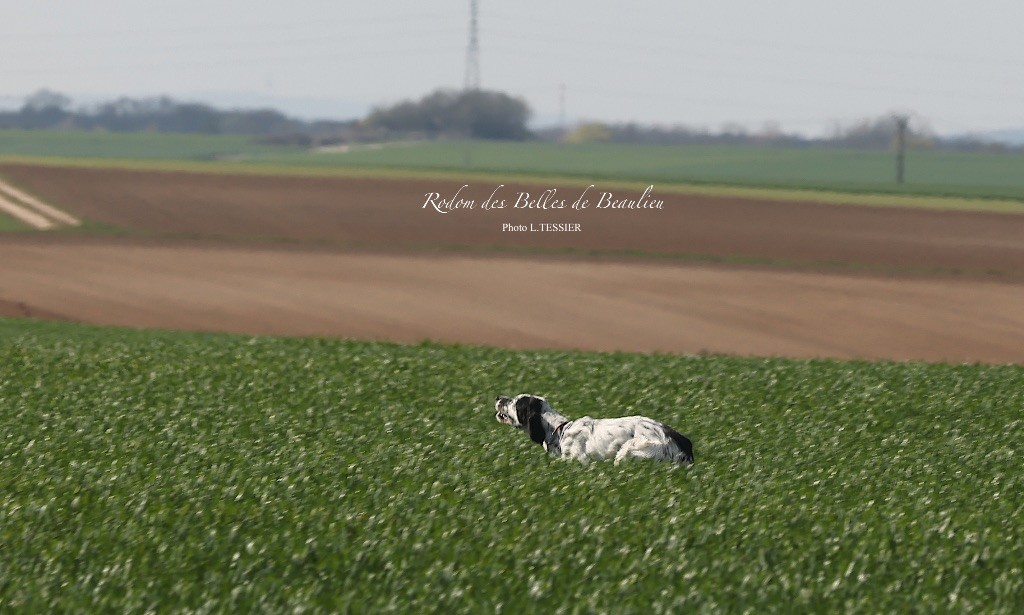 TR. Rodom Des Belles De Beaulieu